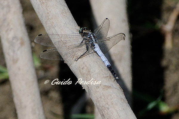 Aiuto ID Orthetrum albistylum maschio ? - S